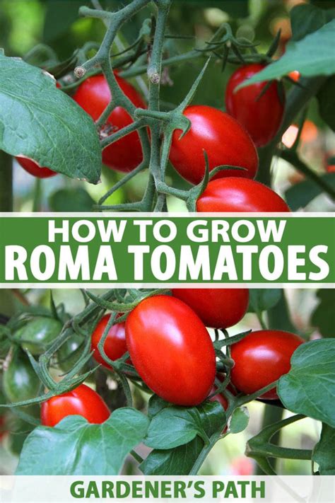 mature roma|How To Grow Roma Tomatoes